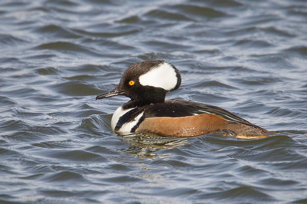 Hooded Merganser Photo @ Kiwifoto.com