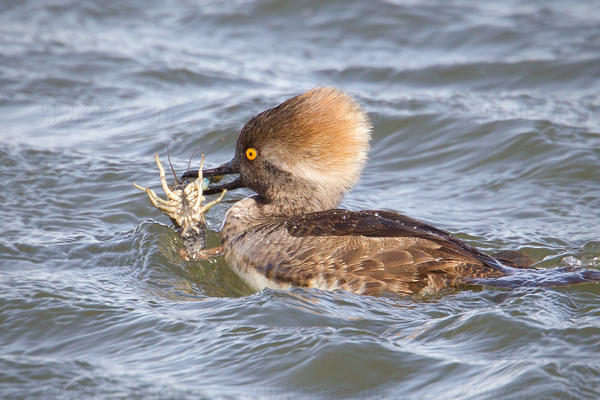 Hooded Merganser Image @ Kiwifoto.com