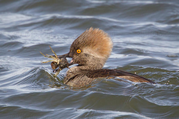 Hooded Merganser Image @ Kiwifoto.com