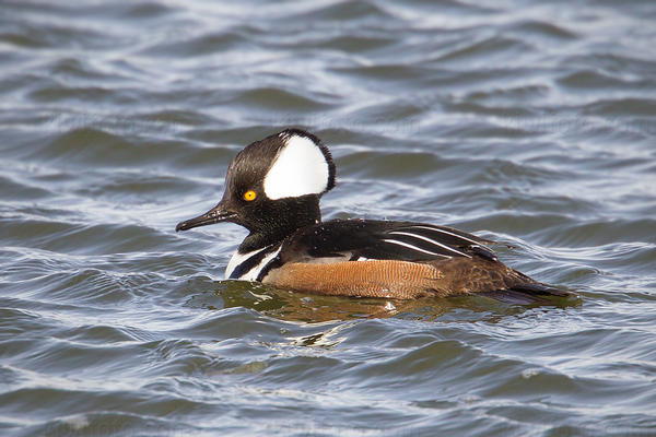 Hooded Merganser Photo @ Kiwifoto.com