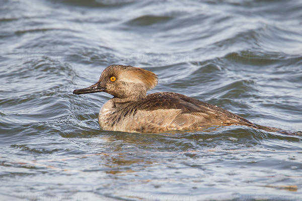 Hooded Merganser Image @ Kiwifoto.com