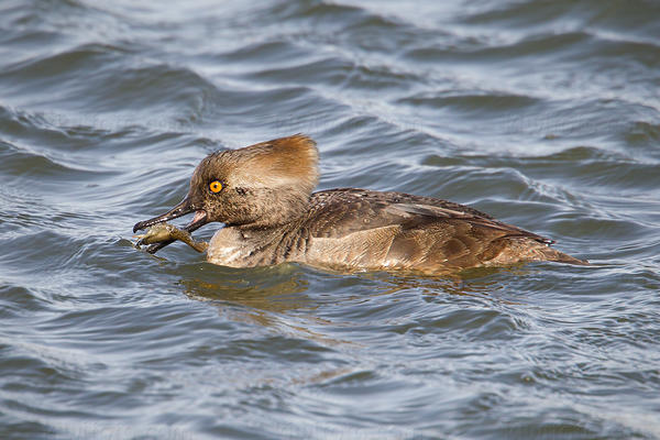 Hooded Merganser Image @ Kiwifoto.com