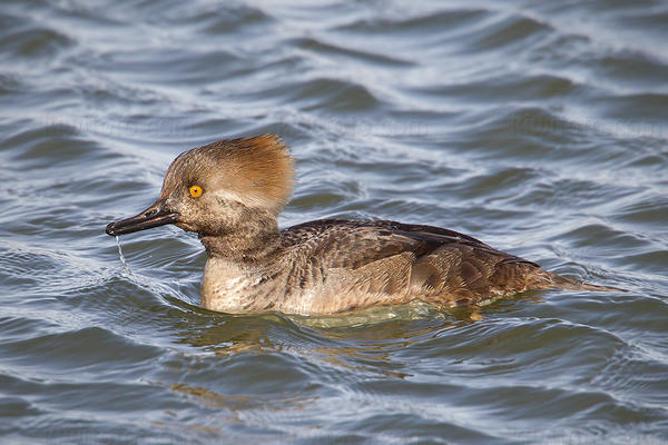 Hooded Merganser Image @ Kiwifoto.com