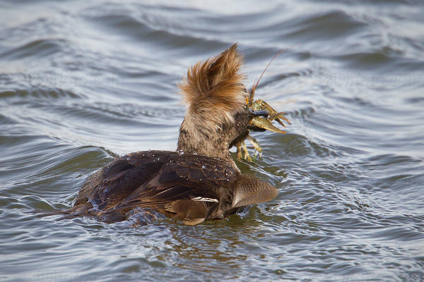 Hooded Merganser Image @ Kiwifoto.com