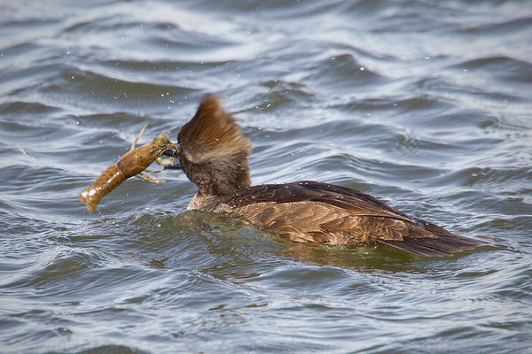 Hooded Merganser Photo @ Kiwifoto.com