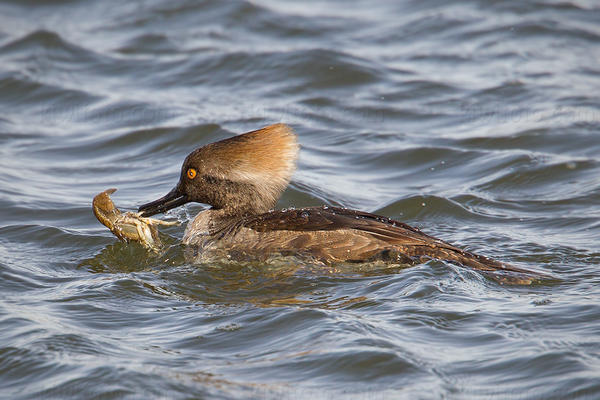 Hooded Merganser Image @ Kiwifoto.com