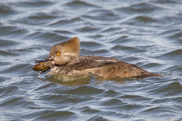 Hooded Merganser Photo @ Kiwifoto.com