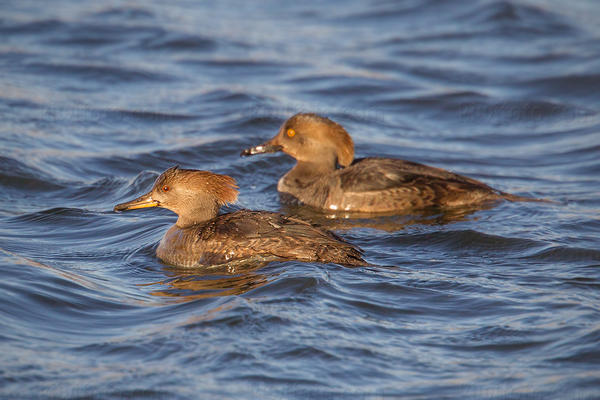 Hooded Merganser Image @ Kiwifoto.com