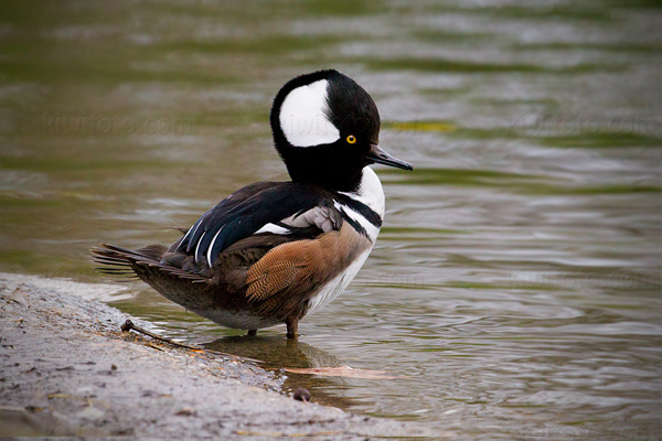 Hooded Merganser Image @ Kiwifoto.com
