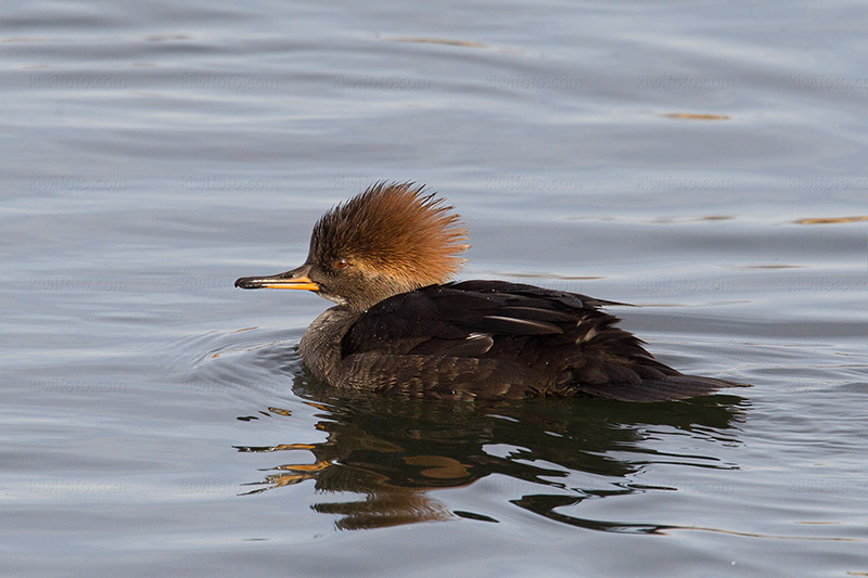 Hooded Merganser Photo @ Kiwifoto.com