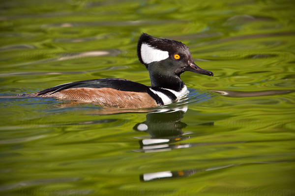 Hooded Merganser Image @ Kiwifoto.com