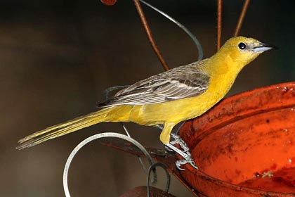 Hooded Oriole (Female)