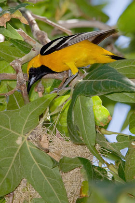 Hooded Oriole (male attending nest)