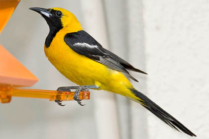 Hooded Oriole (Male)