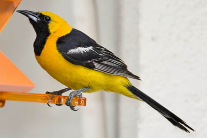 Hooded Oriole Image @ Kiwifoto.com