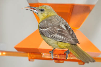 Hooded Oriole Photo @ Kiwifoto.com