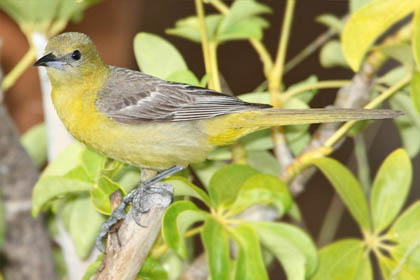 Hooded Oriole Photo @ Kiwifoto.com