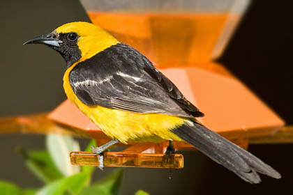 Hooded Oriole Photo @ Kiwifoto.com