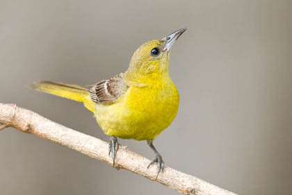 Hooded Oriole Photo @ Kiwifoto.com