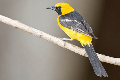 Hooded Oriole Image @ Kiwifoto.com