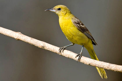 Hooded Oriole Photo @ Kiwifoto.com