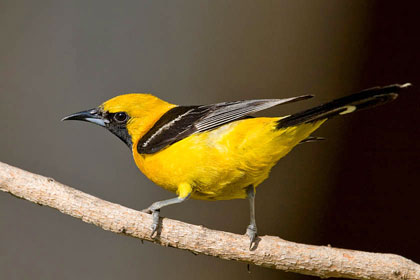 Hooded Oriole Image @ Kiwifoto.com