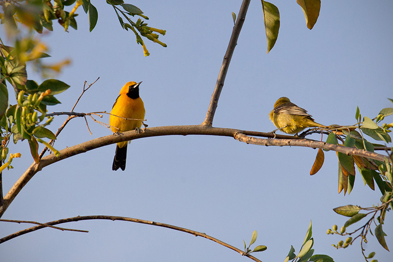 Hooded Oriole Photo @ Kiwifoto.com