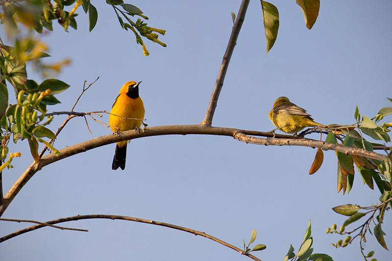 Hooded Oriole Picture @ Kiwifoto.com