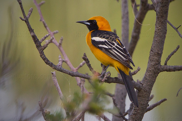 Hooded Oriole Image @ Kiwifoto.com