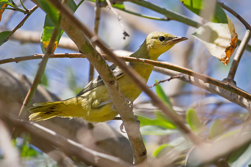 Hooded Oriole (fledgling)