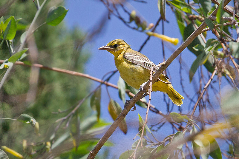 Hooded Oriole (fledgling)