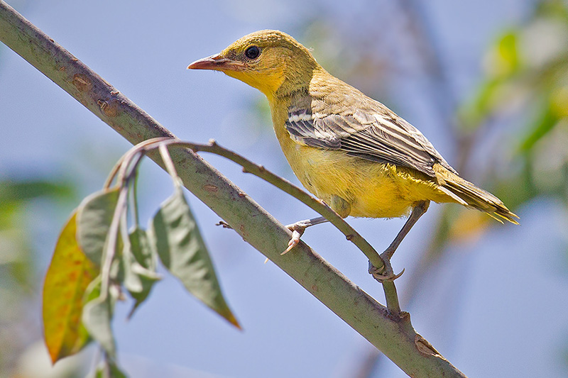 Hooded Oriole (fledgling)