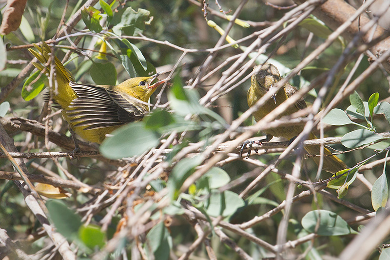 Hooded Oriole (fledgling)