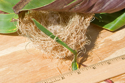 Hooded Oriole Nest