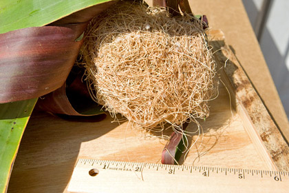 Hooded Oriole (Nest)