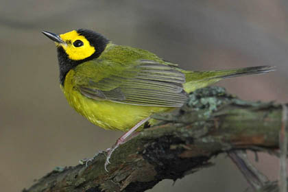 Hooded Warbler Image @ Kiwifoto.com