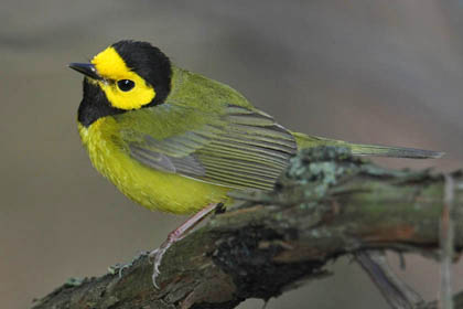 Hooded Warbler