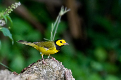 Hooded Warbler Photo @ Kiwifoto.com