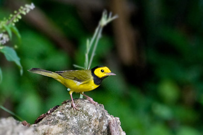 Hooded Warbler Image @ Kiwifoto.com