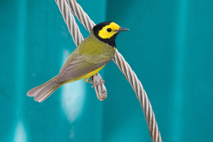 Hooded Warbler Image @ Kiwifoto.com