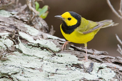 Hooded Warbler Photo @ Kiwifoto.com