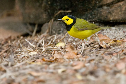 Hooded Warbler Image @ Kiwifoto.com