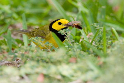 Hooded Warbler Photo @ Kiwifoto.com