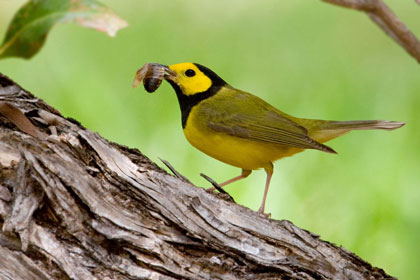 Hooded Warbler Image @ Kiwifoto.com