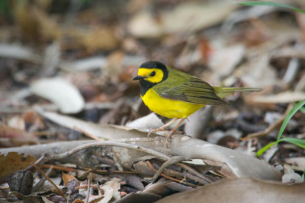 Hooded Warbler Picture @ Kiwifoto.com