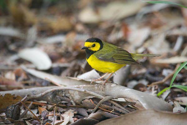 Hooded Warbler Image @ Kiwifoto.com