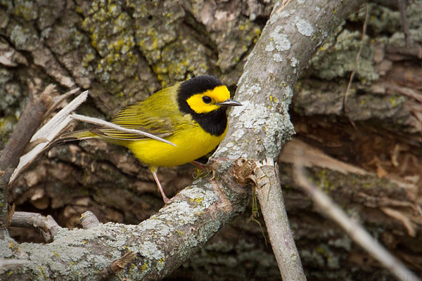 Hooded Warbler Photo @ Kiwifoto.com