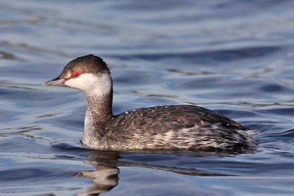 Horned Grebe Image @ Kiwifoto.com