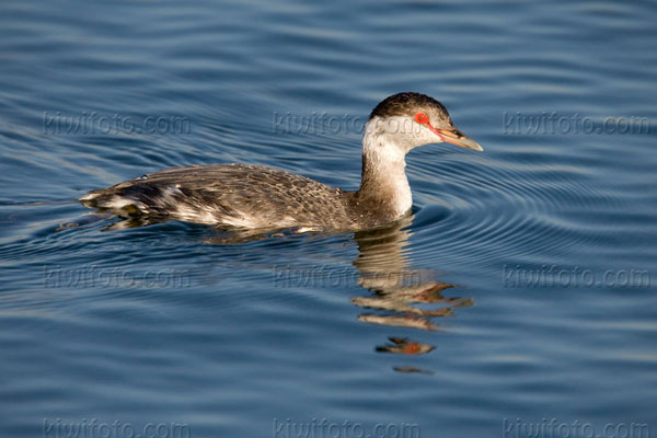 Horned Grebe