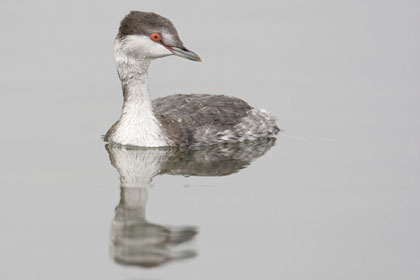 Horned Grebe Photo @ Kiwifoto.com